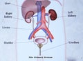 The Urinary System Royalty Free Stock Photo