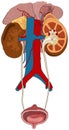 Urinary system of human body infographic diagram