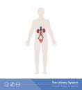 The urinary system