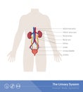 The urinary system Royalty Free Stock Photo