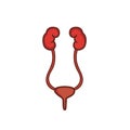 Urinary system vector illustration