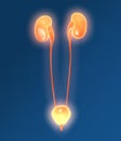Urinary system of a woman, medically 3D illustration