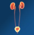 Urinary system of a woman, medically 3D illustration