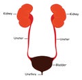 Urinary tract