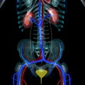 Urinay bladder