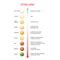 Urine Color. Chart for Assessing hydration and dehydration Royalty Free Stock Photo