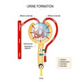 Urine formation filtration, reabsorption, secretion, excretion Royalty Free Stock Photo