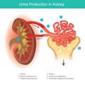 Urine Production in Kidney. Illustration explain The kidney function to filter waste from the blood to become a clear fluid. we Royalty Free Stock Photo