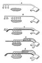 Urinogenital Organs of a Vertebrate, vintage illustration