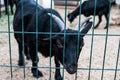 ÃÂ¡urious black goat looking out from behind the fence in a zoo. Sad captive animal on a farm. Hungry young goat with desperate Royalty Free Stock Photo