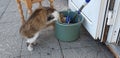 Urious cat peeks into a bucket in the garden. A beautiful gray-white striped pet standing on its hind legs.Cats