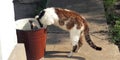 Urious cat peeks into a bucket in the garden. A beautiful gray-white striped pet standing on its hind legs.Cats