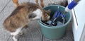 Urious cat peeks into a bucket in the garden. A beautiful gray-white striped pet standing on its hind legs.Cats