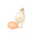 ÃÂ¡urious chicken with egg. on white background