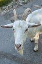 ÃÂ¡urious goat asking you