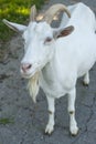 ÃÂ¡urious goat waiting your answer Royalty Free Stock Photo