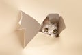Urious kitten looking through the crack in a paper Royalty Free Stock Photo