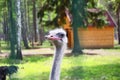 ÃÂ¡urious ostrich with eye