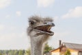 ÃÂ¡urious ostrich