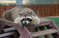 ÃÂ¡urious raccoon