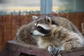 ÃÂ¡urious raccoon