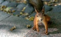 ?urious red squirrel (Sciurus vulgaris) looks straight into the camera.