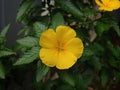 urnera ulmifolia in the garden Royalty Free Stock Photo