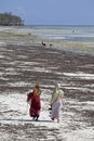 Women collecting seaweed, Uroa Beach, Zanzibar, Tanzania
