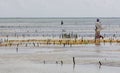 Collecting seaweed, Uroa Beach, Zanzibar, Tanzania