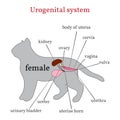 Urogenital system of the female cat Royalty Free Stock Photo