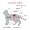 Urogenital system of the male cat