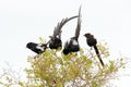 Urolestes melanoleucus, Magpie shrike, African long-tailed bird, sitting on the tree trunk in the hot savannah. Black shrike in