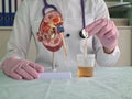 Urologist doctor makes express analysis of urine using indicator paper closeup