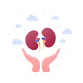 Urology and organ transplantation concept. Vector flat medical illustration. Human hand holding human kidney organ isolated on