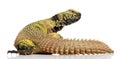 Uromastyx acanthinura (4 years old) Royalty Free Stock Photo