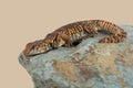 Saharan Spiny Tailed Lizard Uromastyx Geyri