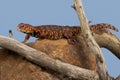 Uromastyx Geyri Lizard Royalty Free Stock Photo