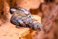 Uromastyx ornata, commonly called the ornate mastigure, is a species of lizard in the family Agamidae. The species is endemic to