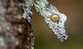 Uroplatus gecko in Madagascar