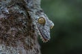 Uroplatus gecko ,Madagascar.