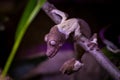 Uroplatus henkeli in a terrarium Royalty Free Stock Photo