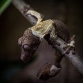 Uroplatus henkeli in a terrarium Royalty Free Stock Photo