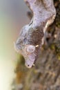 Uroplatus Phantasticus, Reserve Peyrieras Madagascar Exotic, Madagascar wildlife