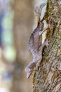 Uroplatus Phantasticus, Reserve Peyrieras Madagascar Exotic, Madagascar wildlife