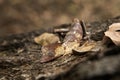 Uroplatus phantasticus, satanic leaf tailed gecko, eyelash leaf tailed gecko, phantastic leaf tailed gecko