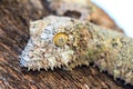 Uroplatus portrait