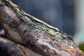 Uroplatus sikorae madagascar endemic gecko Royalty Free Stock Photo