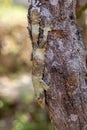 Mossy leaf-tailed gecko, Uroplatus sikorae, Reserve Peyrieras Madagascar Exotic