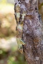 Mossy leaf-tailed gecko, Uroplatus sikorae, Ranomafana National Park, Madagascar