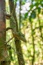 Mossy leaf-tailed gecko, Uroplatus sikorae, Ranomafana National Park, Madagascar